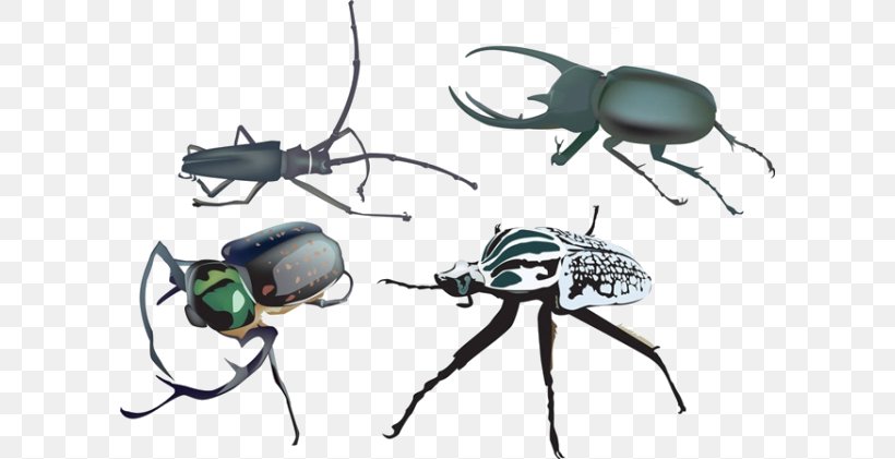 Beetle Royalty-free Illustration, PNG, 600x421px, Beetle, Arthropod, Can Stock Photo, Drawing, Eyewear Download Free