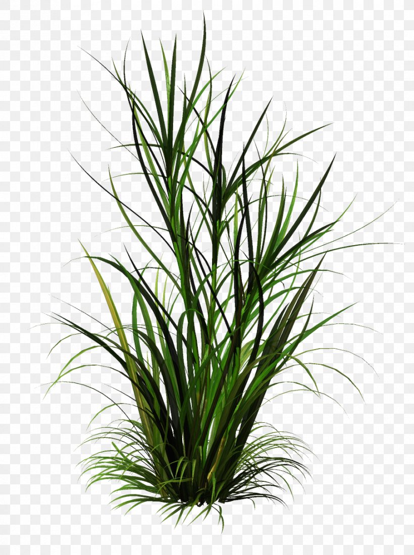 Clip Art Image Weed Lawn, PNG, 904x1213px, Weed, Chrysopogon Zizanioides, Commodity, Drawing, Flowerpot Download Free