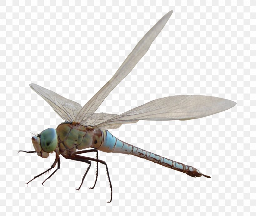 Dragonfly Insect Computer Clip Art, PNG, 1000x846px, Dragonfly, Analogy, Arthropod, Computer, Creativity Download Free