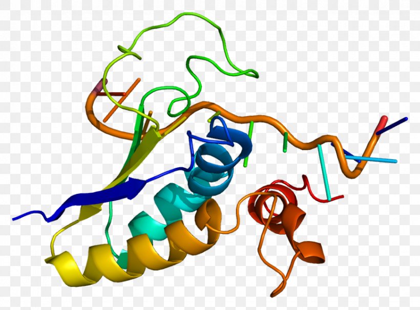 SF1 Steroidogenic Factor 1 Protein Gene FOXP2, PNG, 870x643px, Steroidogenic Factor 1, Area, Artwork, Gene, Gene Wiki Download Free