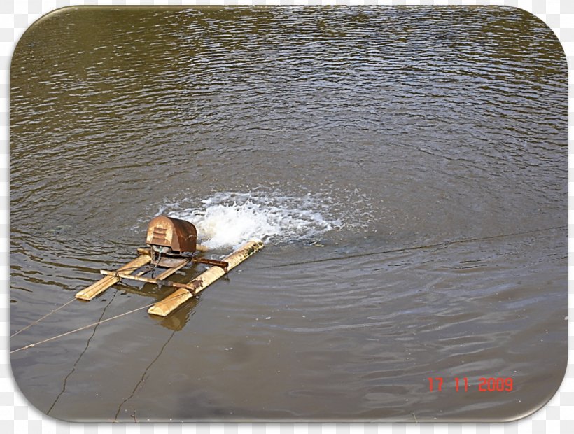 Tilapia Fish Intensive Farming Food Aquaculture, PNG, 1046x792px, Tilapia, Aeration, Alimento Natural, Aquaculture, Concrete Download Free