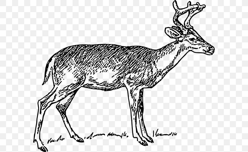 White-tailed Deer Moose Reindeer Clip Art, PNG, 600x502px, Deer, Antelope, Antler, Black And White, Blacktailed Deer Download Free