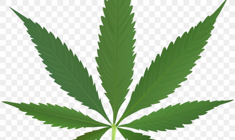 Cannabis Sativa Medical Cannabis Hemp Leaf, PNG, 2000x1200px, Cannabis Sativa, Cannabinoid, Cannabis, Cannabis In India, Drug Download Free
