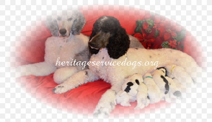 Cockapoo Puppy Dog Breed Standard Poodle, PNG, 1732x1000px, Cockapoo, American Kennel Club, Breed, Breeder, Carnivoran Download Free