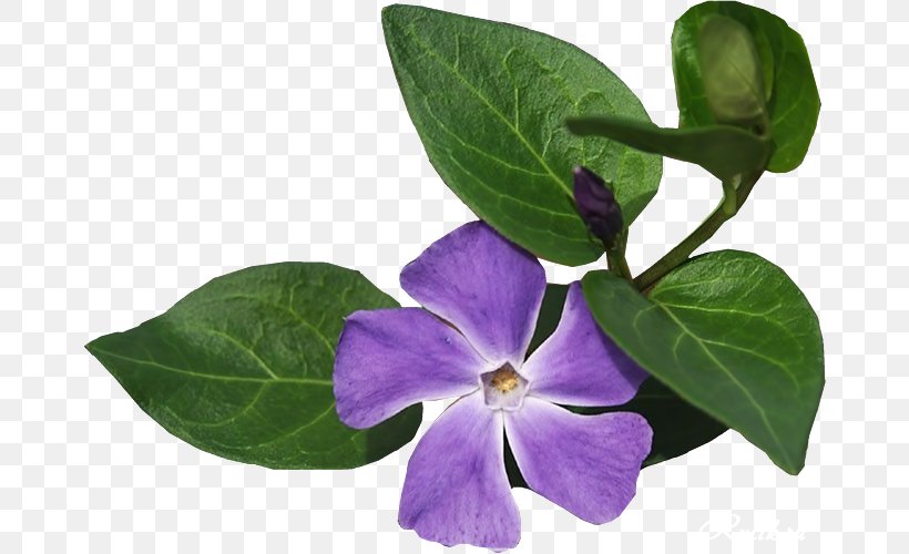 Flower California Poppy Purple Vinca Minor, PNG, 670x500px, Flower, California, California Poppy, Flora, Garden Download Free