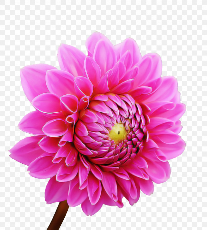 Flower Garden, PNG, 960x1067px, Dahlia, Annual Plant, Chrysanthemum, Daisy Family, Flower Download Free