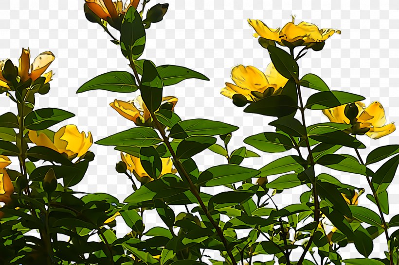 Flower Plant Yellow Leaf Tree, PNG, 2448x1632px, Flower, Hypericum, Leaf, Perennial Plant, Plant Download Free