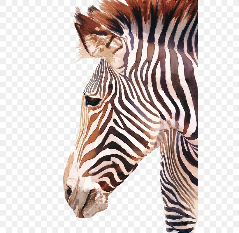 Horses Watercolor Painting Zebra, PNG, 538x800px, Horses, Art, Drawing, Fur, Grxe9vys Zebra Download Free