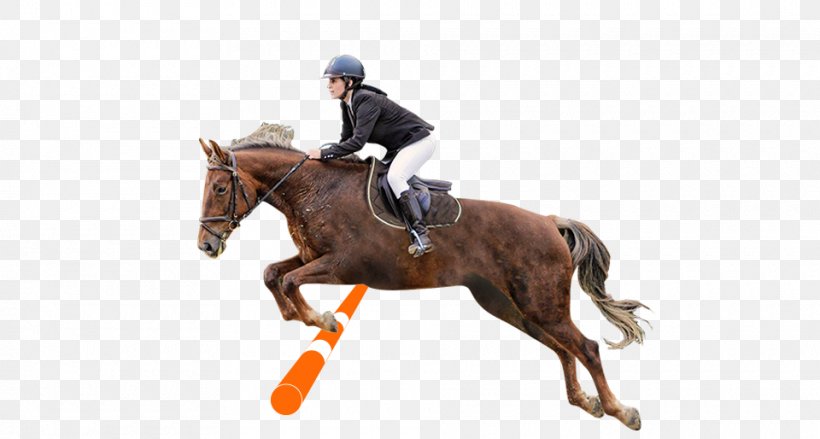 Hunt Seat Stallion Rein Dressage Horse, PNG, 960x514px, Hunt Seat, Animal Sports, Bit, Bridle, Dressage Download Free