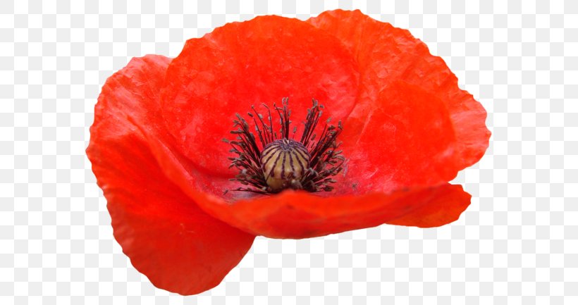 Remembrance Poppy Common Poppy Clip Art, PNG, 600x433px, Poppy, Common Poppy, Coquelicot, Digital Image, Flower Download Free
