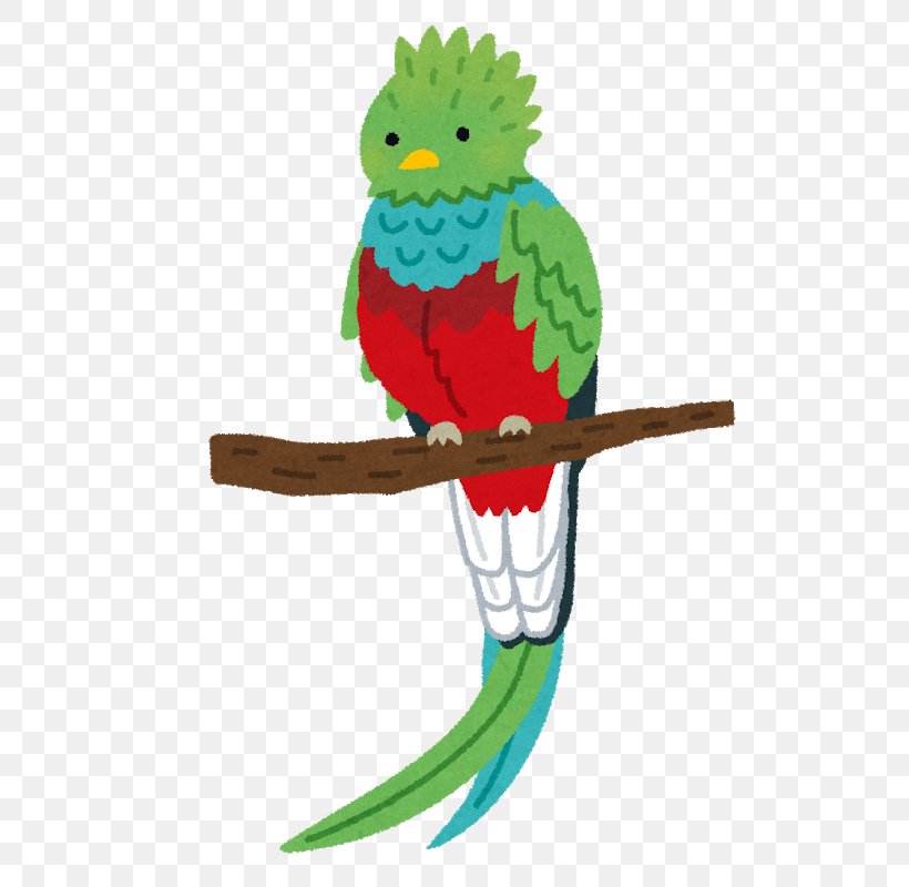 Resplendent Quetzal いらすとや Bird Macaw, PNG, 661x800px, Resplendent Quetzal, Animal, Beak, Bird, Common Pet Parakeet Download Free