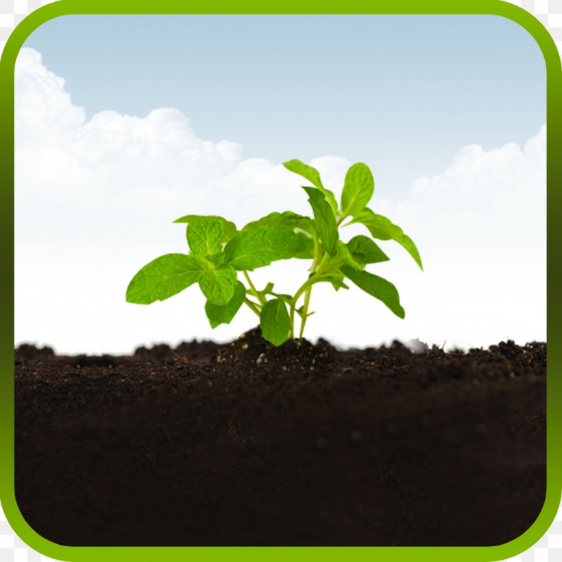 Soil Tree Herb Sky Plc, PNG, 1024x1024px, Soil, Grass, Herb, Plant, Sky Download Free