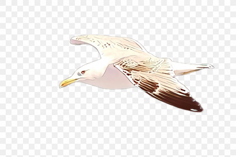 Feather, PNG, 2000x1332px, Bird, Beak, European Herring Gull, Feather, Great Blackbacked Gull Download Free