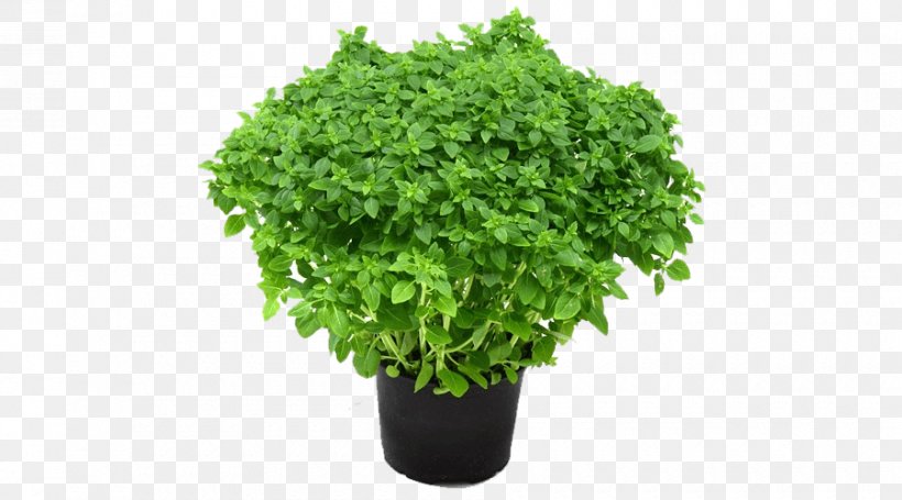 Green Leaf Background, PNG, 900x500px, Herb, Annual Plant, Basil, Click Grow, Flower Download Free