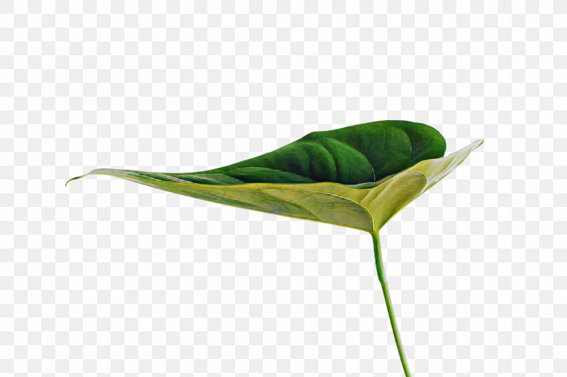 Leaf Plant Stem Plants Science Biology, PNG, 1200x800px, Leaf, Biology, Plant Stem, Plant Structure, Plants Download Free
