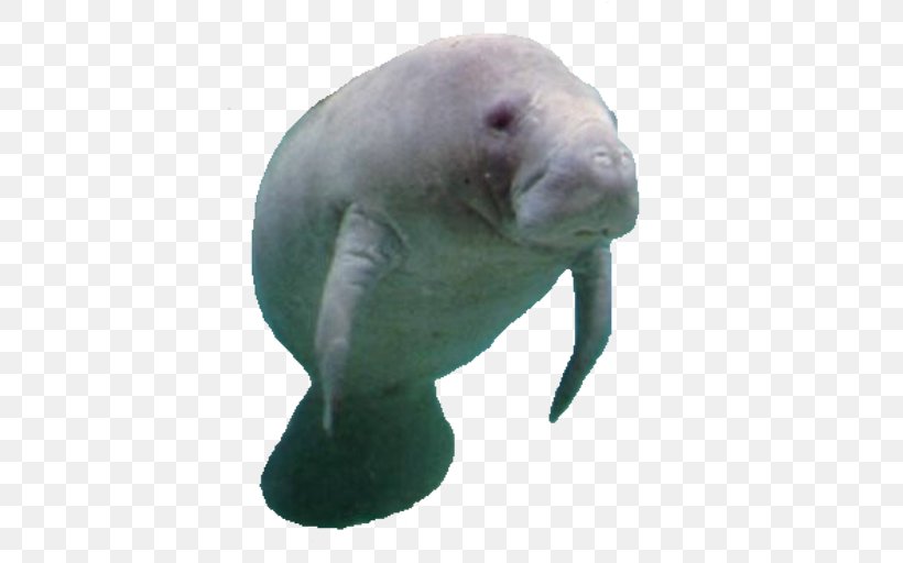 Porpoise Prime Minister Of Canada West Indian Manatee Amazonian Manatee, PNG, 512x512px, Porpoise, Amazonian Manatee, Animal, Canada, Cetacea Download Free