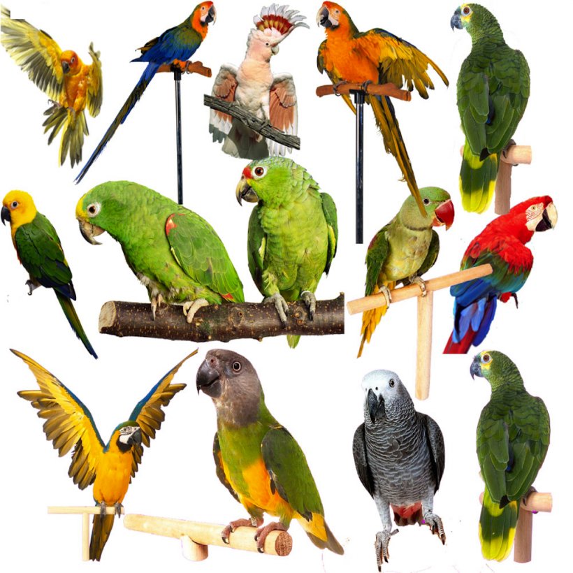 Eclectus Parrot Lovebird Grey Parrot, PNG, 1024x1024px, Parrot, Alexandrine Parakeet, Animal, Beak, Bird Download Free