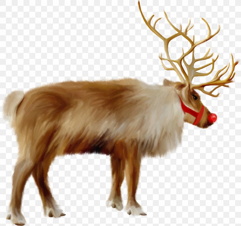 Santa Claus's Reindeer Santa Claus's Reindeer Christmas Sápmi, PNG, 1760x1649px, Reindeer, Antler, Christmas, Christmas Elf, Deer Download Free