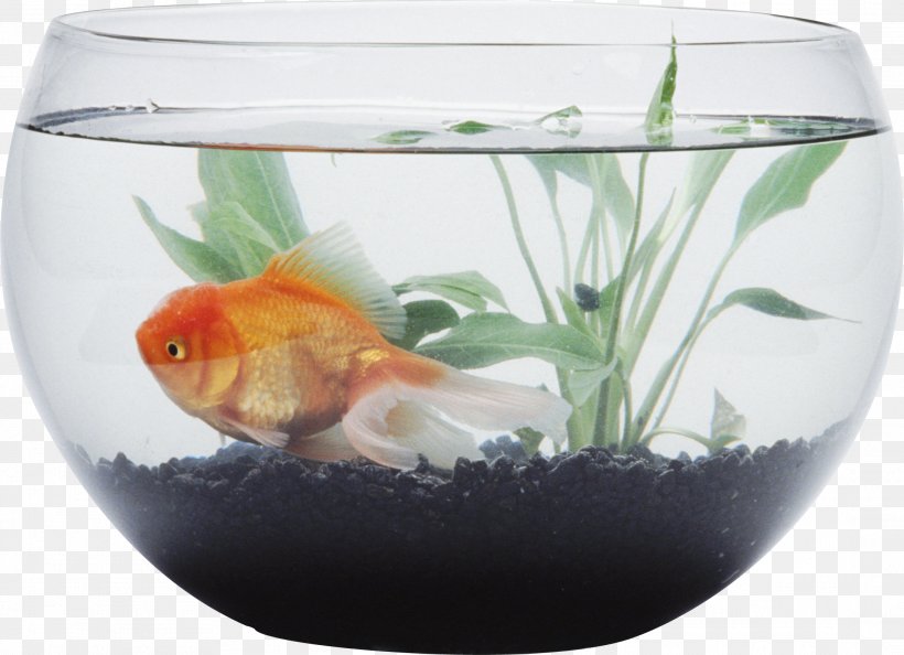 Siamese Fighting Fish Goldfish Aquarium Bowl, PNG, 2179x1579px, Siamese Fighting Fish, Aquarium, Aquarium Filters, Bony Fish, Bowl Download Free