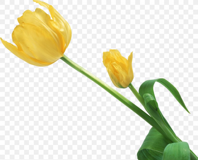 Tulip Cut Flowers Petal, PNG, 1280x1034px, Tulip, Bud, Bulb, Cut Flowers, Daffodil Download Free