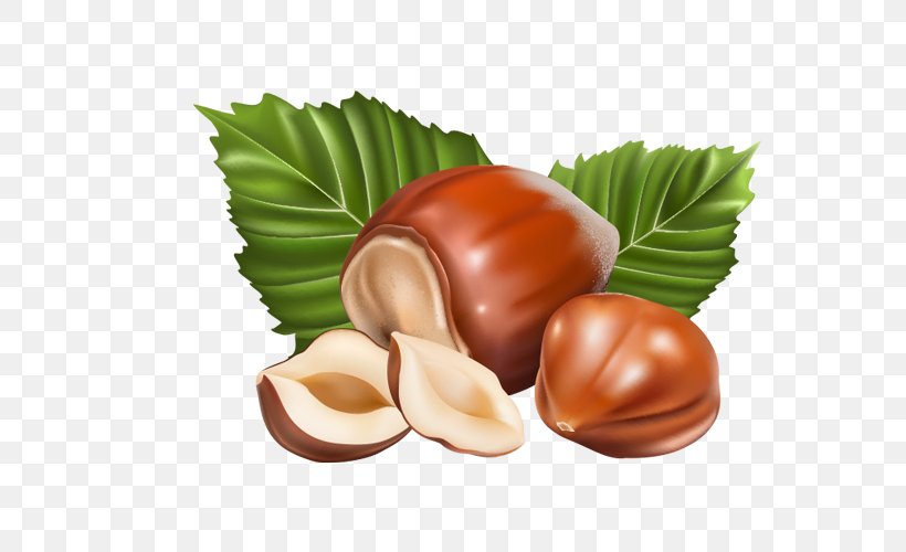 Vector Graphics Hazelnut Clip Art Image, PNG, 800x500px, Nut, Acorn, Chestnut, Chocolate Spread, Commodity Download Free