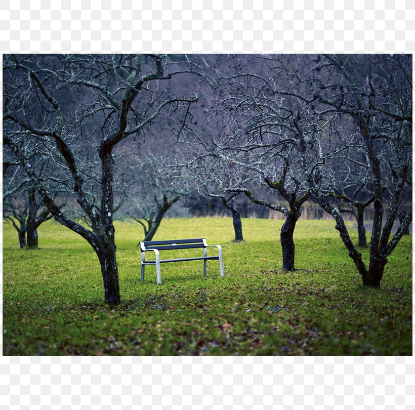 Byarum Furniture Bench Table Couch, PNG, 810x810px, Furniture, Backyard, Bench, Blossom, Branch Download Free