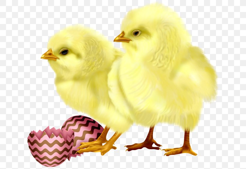 Chicken Egg Cuteness, PNG, 650x563px, Chicken, Animation, Beak, Bird, Chicken Egg Download Free