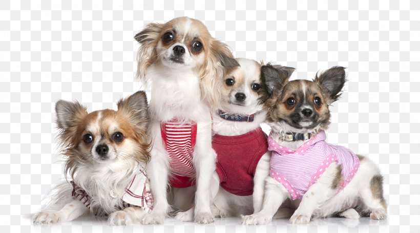 Chihuahua Shih Tzu Puppy Cat Pet, PNG, 1048x582px, Chihuahua, Breed, Carnivoran, Cat, Collar Download Free