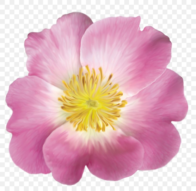 Dog-rose Sweet-Brier Magenta Peony, PNG, 800x800px, Dogrose, Annual Plant, Blossom, Flower, Flowering Plant Download Free