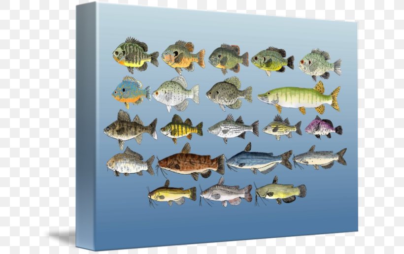 Freshwater Fish Fresh Water Imagekind Marine Biology, PNG, 650x516px, Freshwater Fish, Art, Biology, Canvas, Fauna Download Free