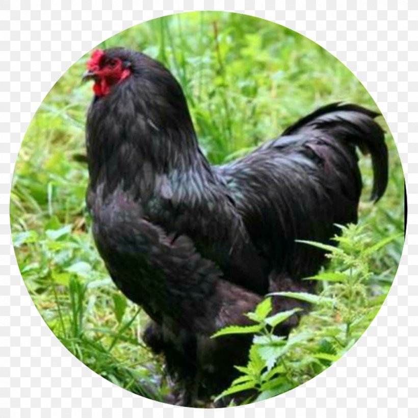 Rooster Brahma Chicken Cochin Chicken Orpington Chicken Araucana, PNG, 1200x1200px, Rooster, Araucana, Beak, Bird, Brahma Chicken Download Free