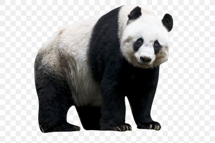The Giant Panda Red Panda Bear, PNG, 1000x667px, Giant Panda, Animal, Bear, Captivity, Carnivoran Download Free