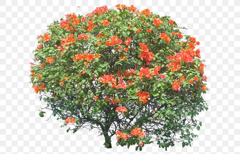 Bougainvillea Shrub Tree Vine, PNG, 627x526px, Bougainvillea, Branch, Evergreen, Flower, Flowering Plant Download Free