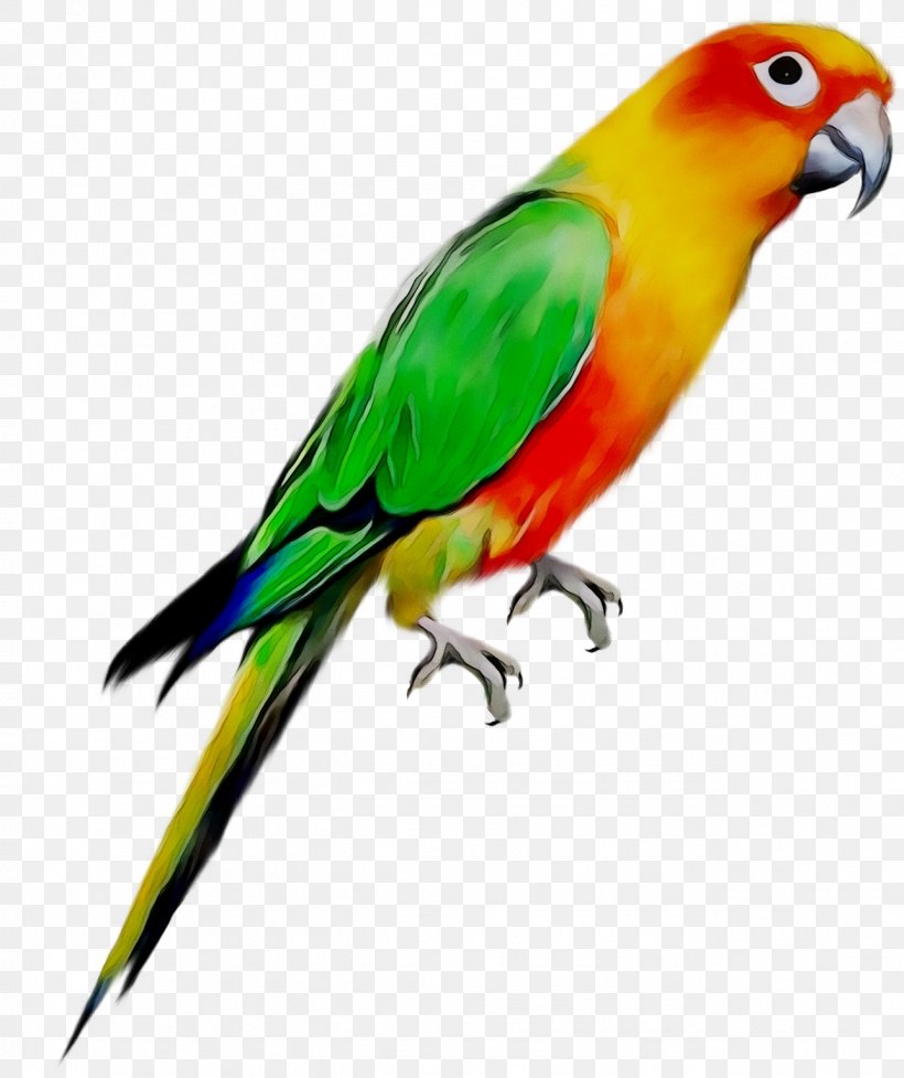 Budgerigar Bird Cockatiel Parakeet Pet, PNG, 1289x1536px, Budgerigar, Animal, Beak, Bird, Birdcage Download Free