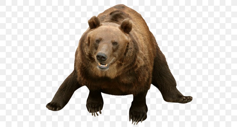Grizzly Bear American Black Bear Animal Sticker, PNG, 700x440px, Grizzly Bear, Adhesive, Alaska Peninsula Brown Bear, American Black Bear, Animal Download Free