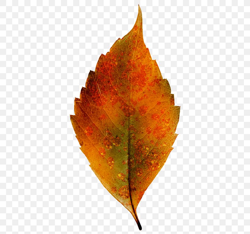 Leaf, PNG, 376x768px, Leaf, Autumn, Drawing, Image Resolution, Maple Leaf Download Free