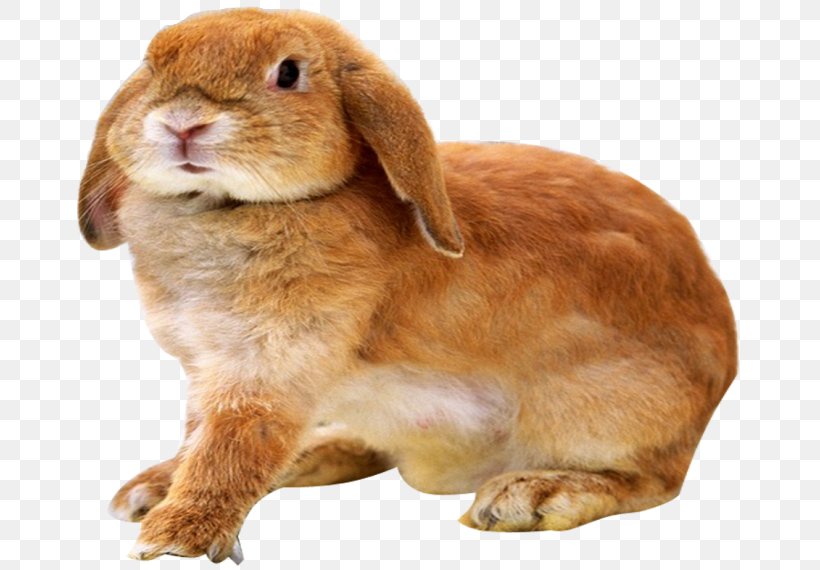 Leporids Holland Lop Miniature Lop Rabbit French Lop, PNG, 670x570px, Leporids, Animal, Baby Bunnies, Birth, Breed Download Free
