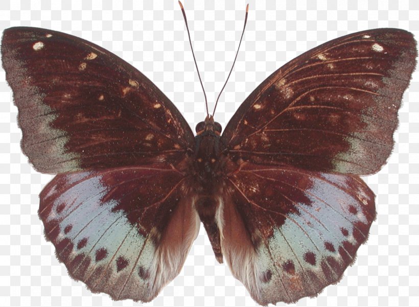 Archduke Gossamer-winged Butterflies Borboleta Pieridae Moth, PNG, 1202x881px, Archduke, Arthropod, Borboleta, Brushfooted Butterflies, Brushfooted Butterfly Download Free
