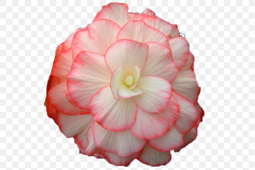 Begonia Flower Bouquet Painting Sunroom, PNG, 587x547px, Begonia, Animation, Audiobook, Book, Cut Flowers Download Free