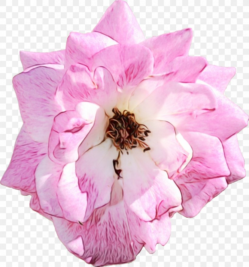 Cabbage Rose Cut Flowers Petal Herbaceous Plant Pink M, PNG, 864x925px, Cabbage Rose, Cut Flowers, Flower, Flowering Plant, Herbaceous Plant Download Free