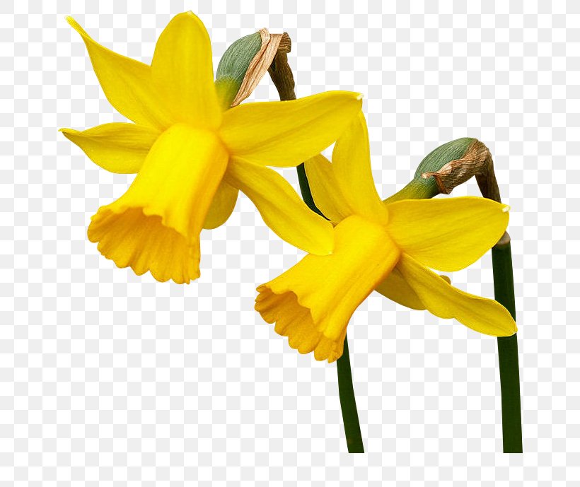 Daffodil Blog Flower Clip Art, PNG, 720x689px, Daffodil, Amaryllis Family, Blog, Daylily, Digital Image Download Free