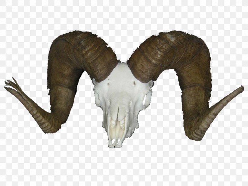 Horn Sheep Goat Deer, PNG, 900x675px, Horn, Animal Figure, Antelope, Argali, Bighorn Download Free