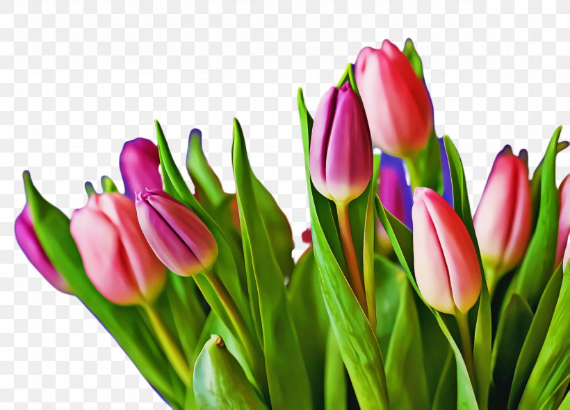 Valentines Day Background, PNG, 2356x1700px, Tulip, Blossom, Bosss Day, Bud, Cut Flowers Download Free