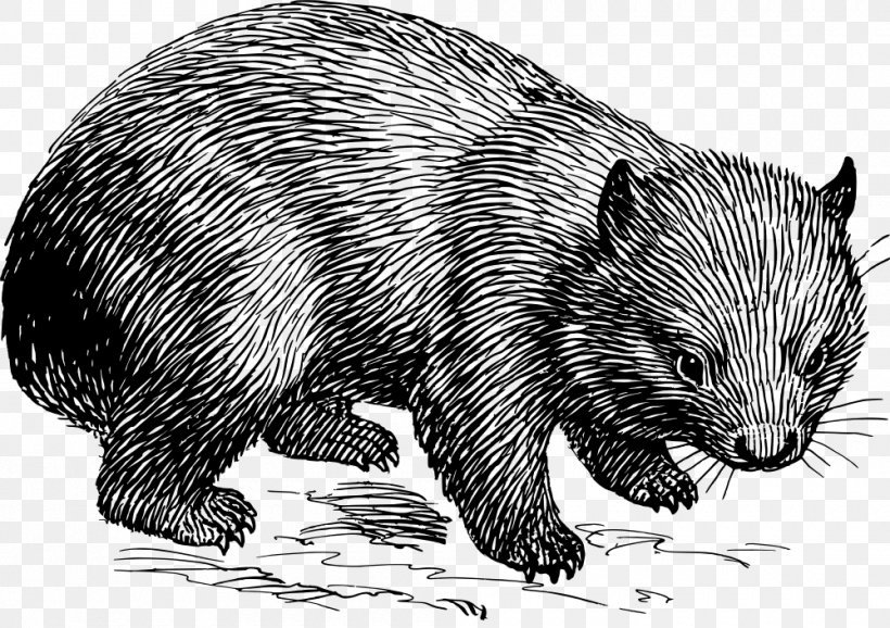 Wombat Rat What Is A Marsupial? Clip Art, PNG, 1000x706px, Wombat, Animal, Bear, Beaver, Black And White Download Free