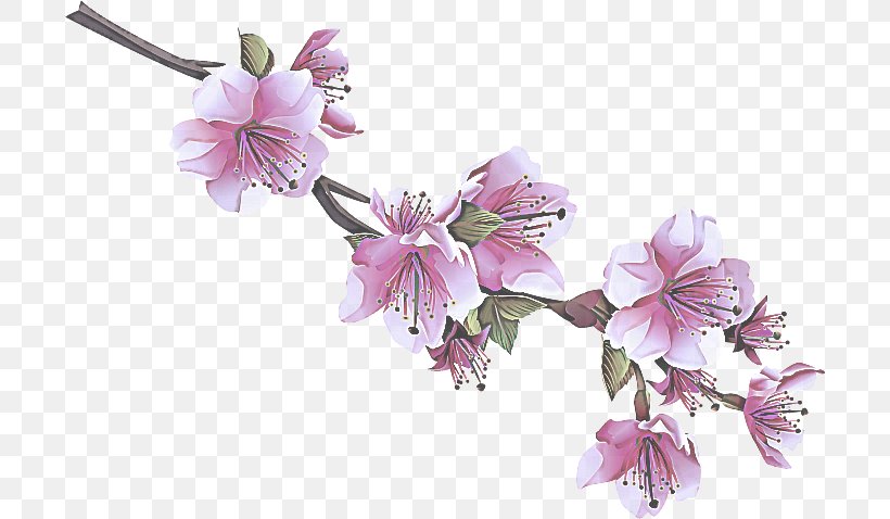 Cherry Blossom, PNG, 700x478px, Flower, Blossom, Cherry Blossom, Cut Flowers, Dendrobium Download Free