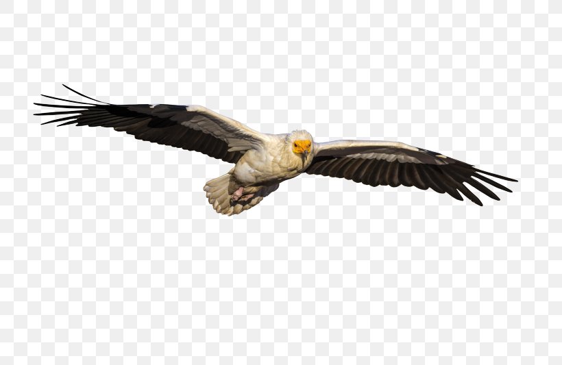 Egyptian Vulture Bald Eagle Shutterstock Stock Photography, PNG, 800x533px, Watercolor, Cartoon, Flower, Frame, Heart Download Free