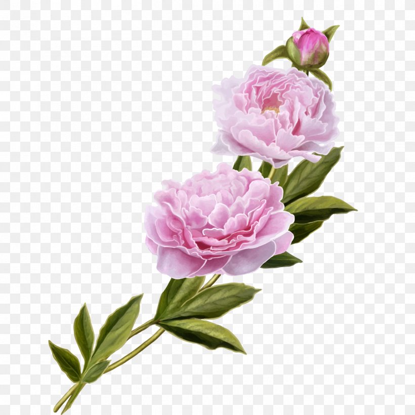 Centifolia Roses Peony Pink Garden Roses, PNG, 1417x1417px, Centifolia Roses, Color, Cut Flowers, Designer, Floral Design Download Free