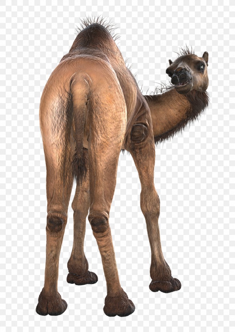Dromedary Bactrian Camel Clip Art Pack Animal Wildlife, PNG, 1024x1448px, Dromedary, Animal, Arabian Camel, Bactria, Bactrian Camel Download Free