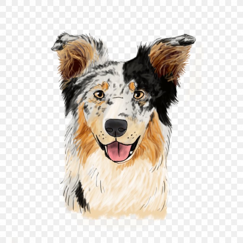 Rough Collie Border Collie Australian Shepherd English Shepherd Companion Dog, PNG, 900x900px, Rough Collie, Australian Shepherd, Border Collie, Breed, Carnivoran Download Free