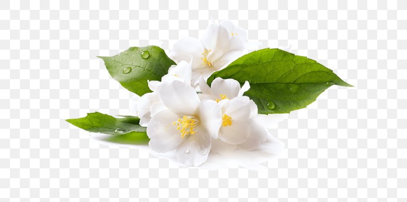 Stock Photography Flower Arabian Jasmine Royalty-free, PNG, 615x408px, Stock Photography, Arabian Jasmine, Blossom, Cut Flowers, Depositphotos Download Free